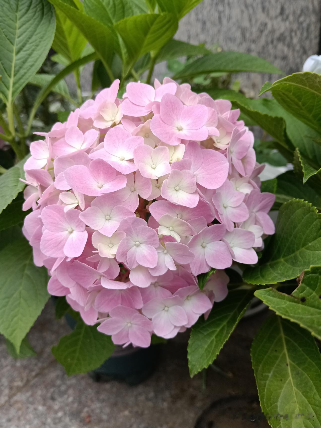 人生九气:
成在大气，
败在脾气，
赢在和气，
输在生气，
贵在志气，
清在心气
