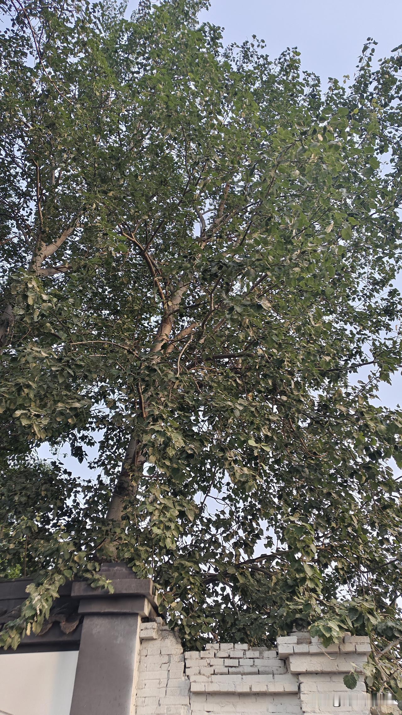石家庄杨树也挺多，整个城市都是被杨絮包围了。
这杨絮飘得，路上都是，吸到鼻子里，