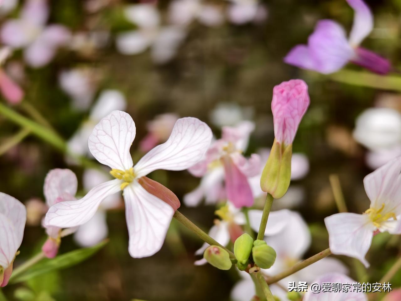 花开的季节，大家都在晒花，晒海棠花，晒桃花，晒油菜花，我还是晒晒萝卜花，是不是感