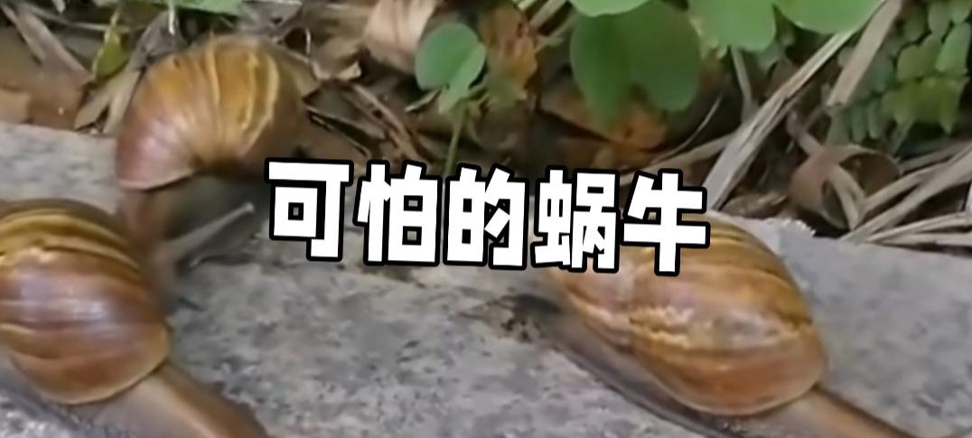 非洲大蜗牛，看似寻常，实则暗藏致命危机。它虽不分泌毒液，却因携带大量寄生虫和病菌