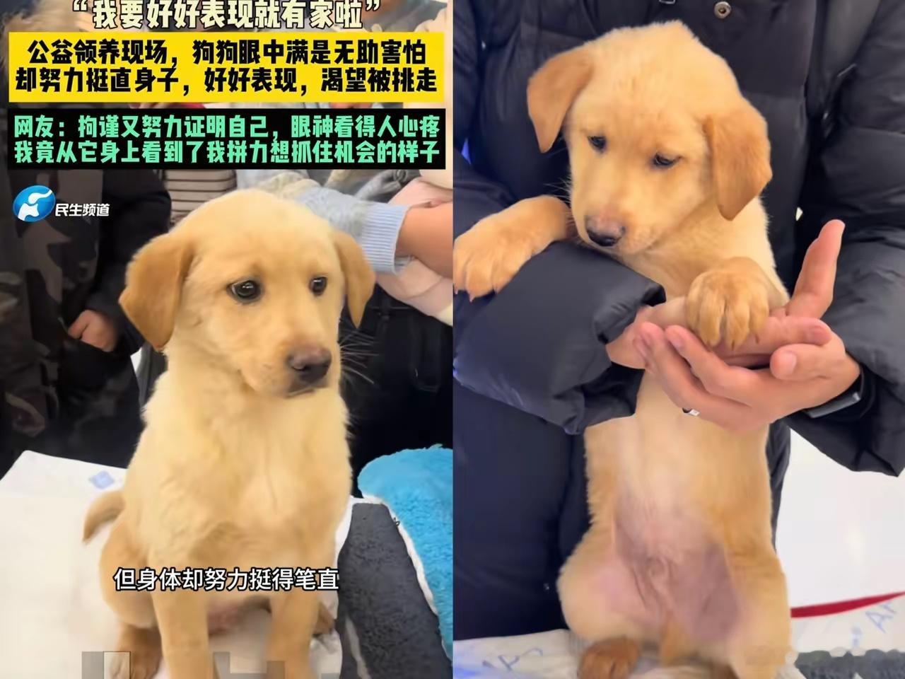 端庄小狗的圆满结局来啦！它已经被领养了，不仅成功找到家，领养人还很善良，为了不让