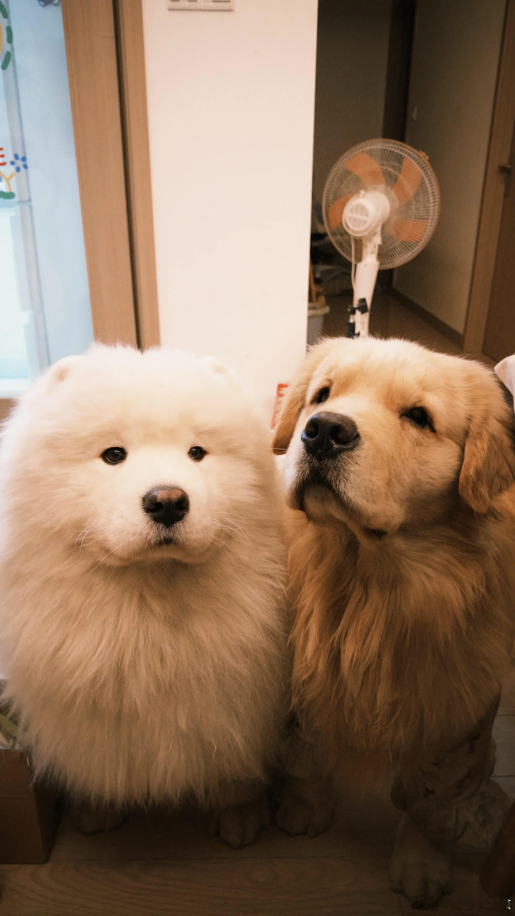 不高兴和没头脑的壁纸来咯。萌宠宠物