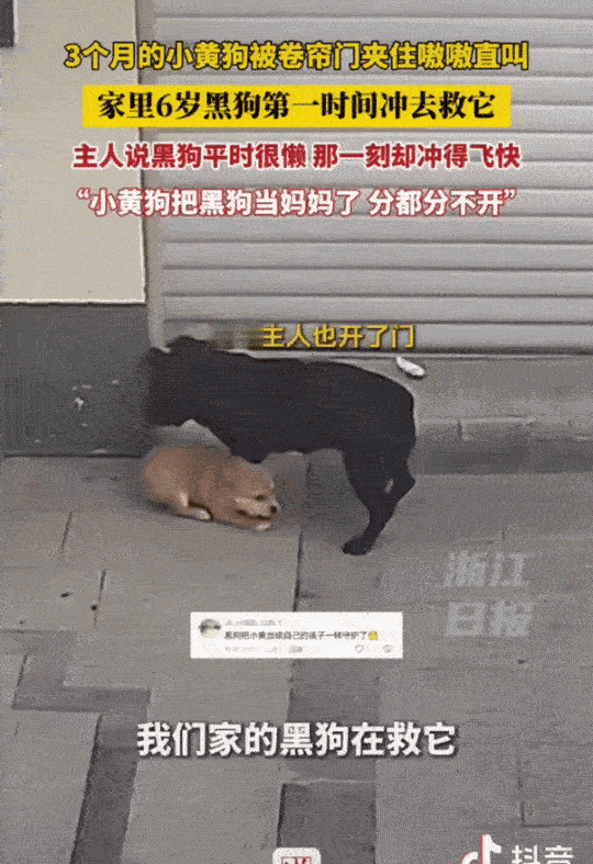 万物皆有灵性！
辽宁铁岭，3个月大的小黄狗被卷帘门夹住了。没想到第一个冲过去救它