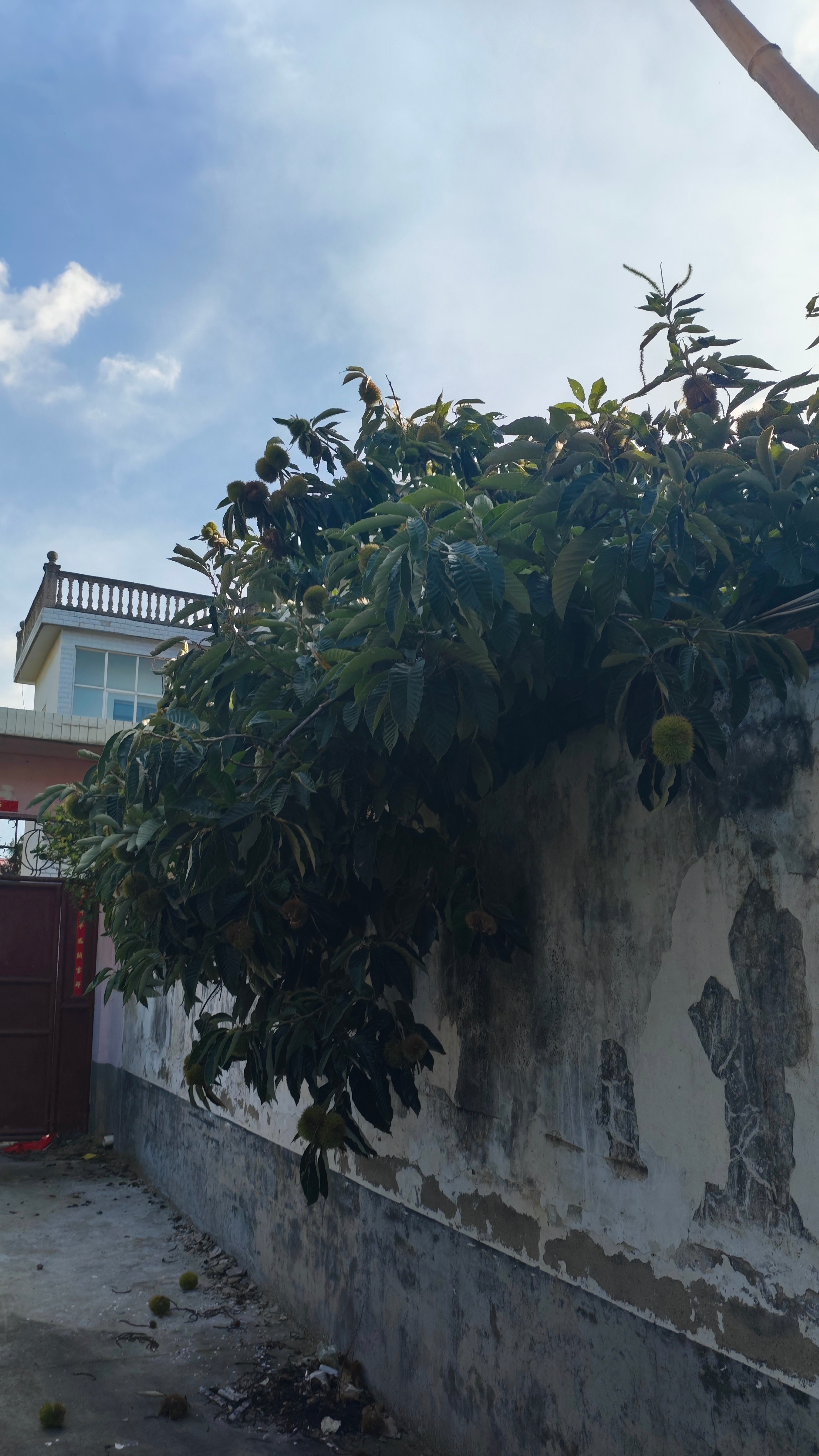 板栗丰收节，一刀一剪拆了一盆，每年一次，我来搞，你来吃吗？ 