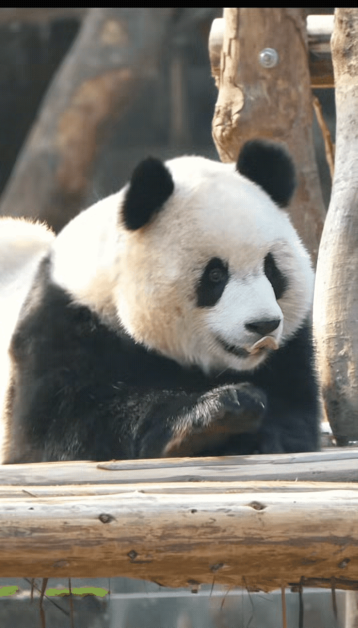 渝爱是不是熊猫圈“眼”技最好的女明星？小爱姐的眼神里不仅有戏，而且还有演技[星星