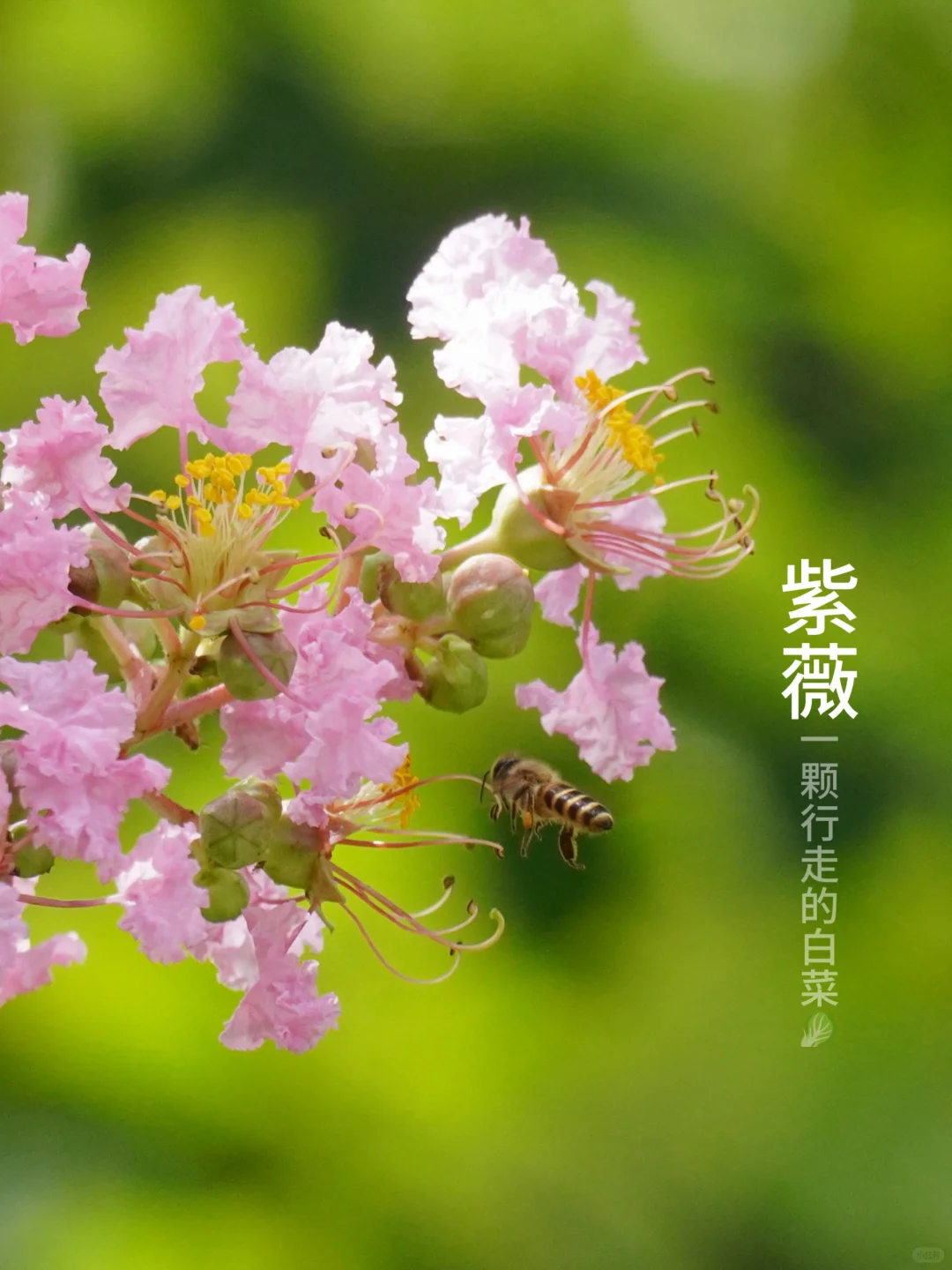 紫薇 | 怕痒的痒痒树