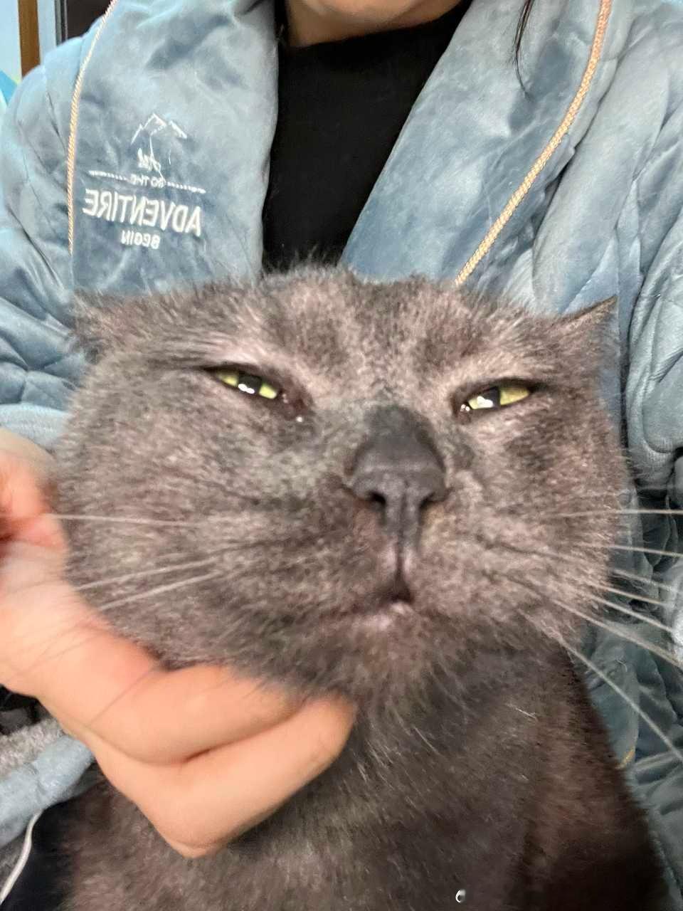 49768【丑猫】平头哥 