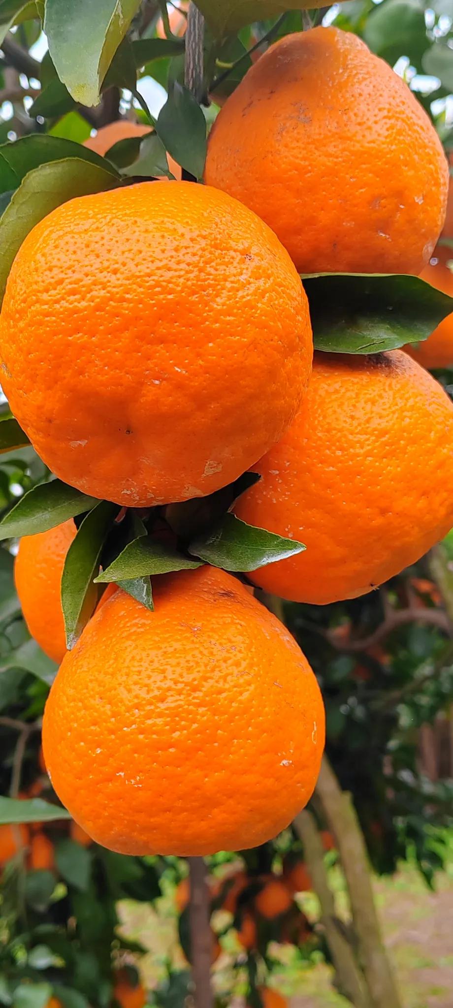 你这篇火了[大笑]，我也拍个家乡的橙子[大笑]