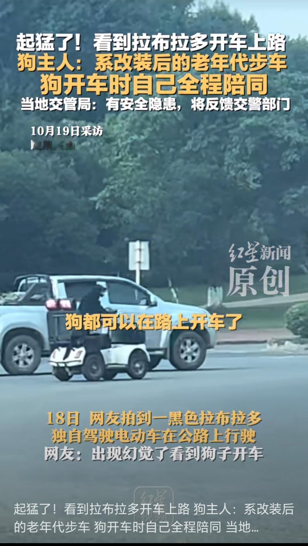 四川眉山一则“拉布拉多开老年代步车”的视频引发热议：黑色拉布拉多前爪握方向盘，在
