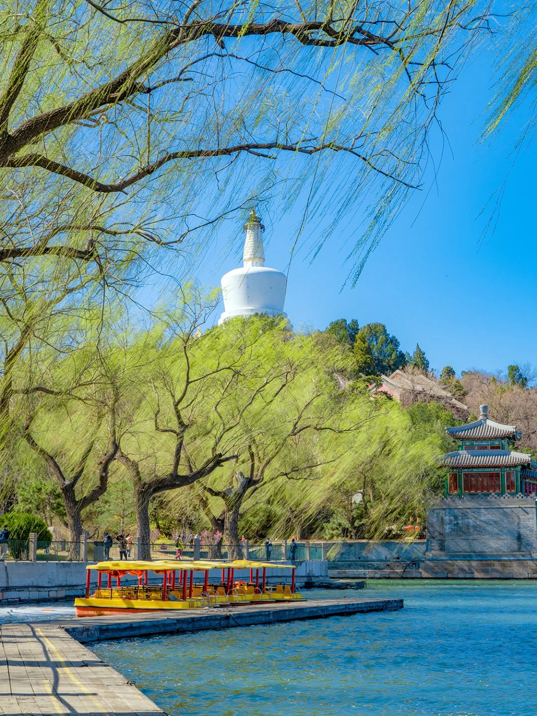 接下来的北京，是一万次的春和景明🌸