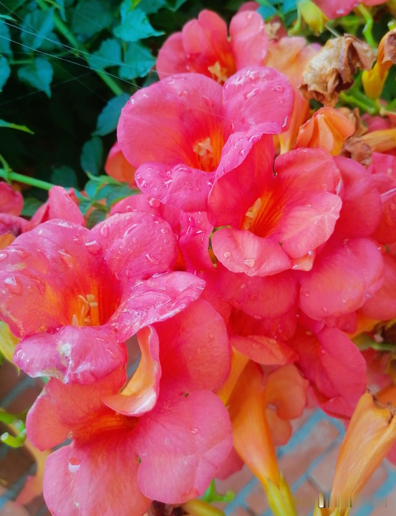 《凌霄花，美得啊（李林摄于汉中城固）》