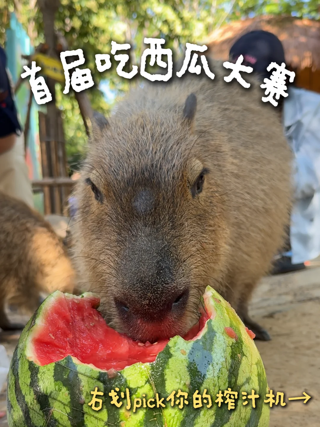 吃瓜群众集合！！🍉银基首届吃瓜大赛来啦