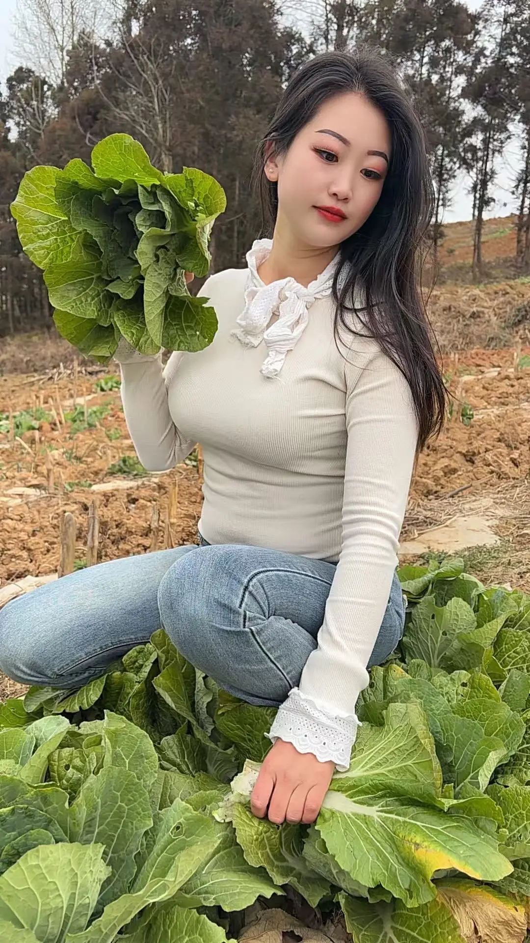 去采摘白菜吧 采摘白菜 农村生活