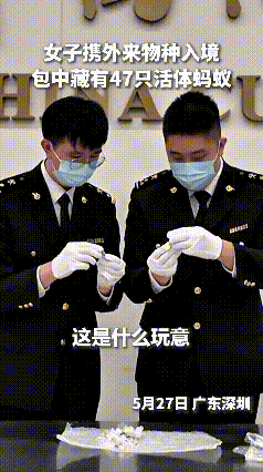 看完这条海关查获外来活体蚂蚁的新闻视频，我心里很受触动。这名旅客违规携带四十七只