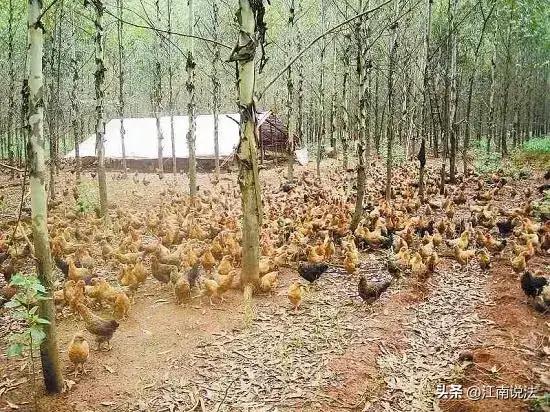 《18亩果园改养鸡场，14年后被罚18万！农民喊冤：当初没人说不让啊！》
“我种