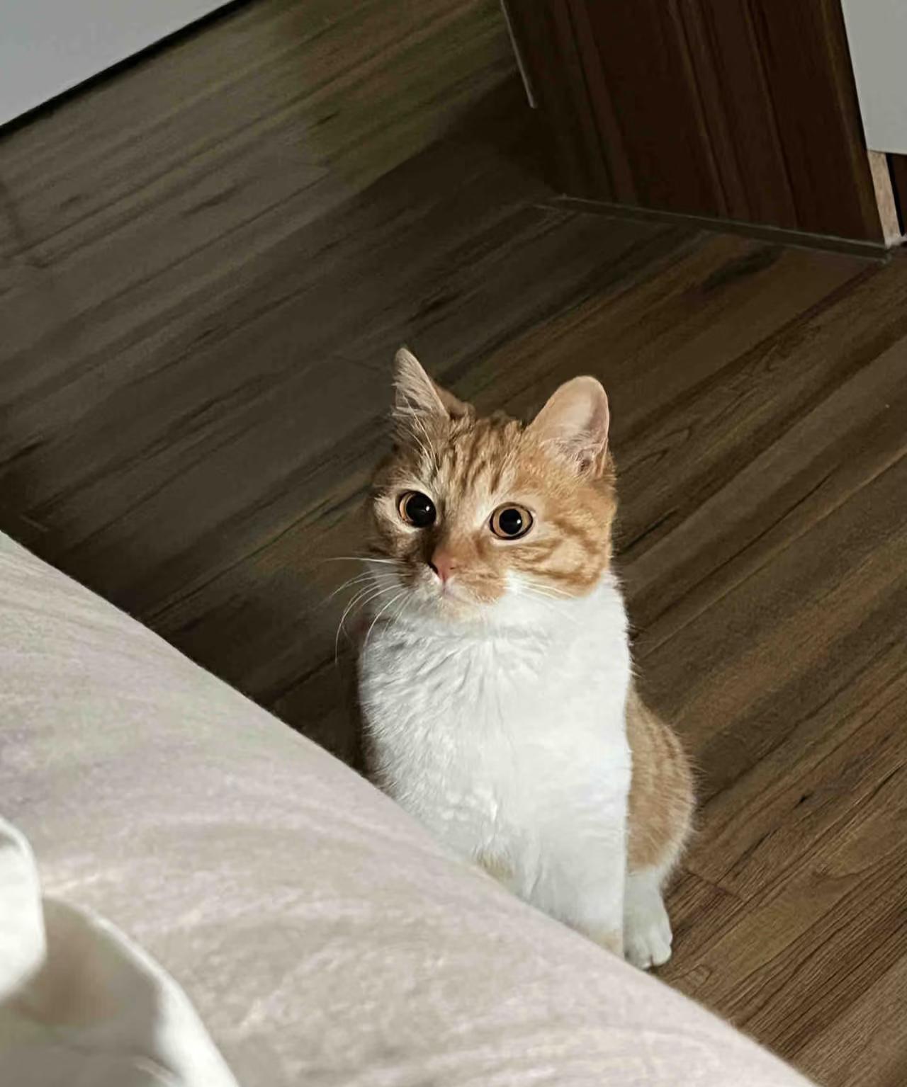 家里的小猫咪也太可爱了叭