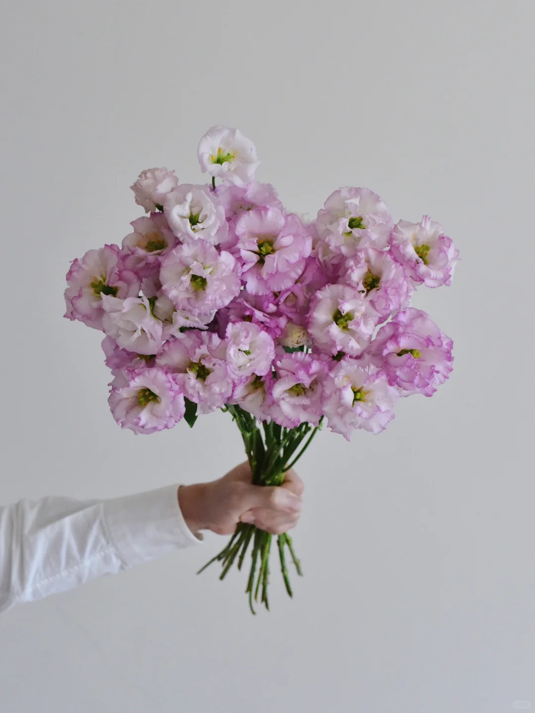 马牌洋桔梗·卡乐否