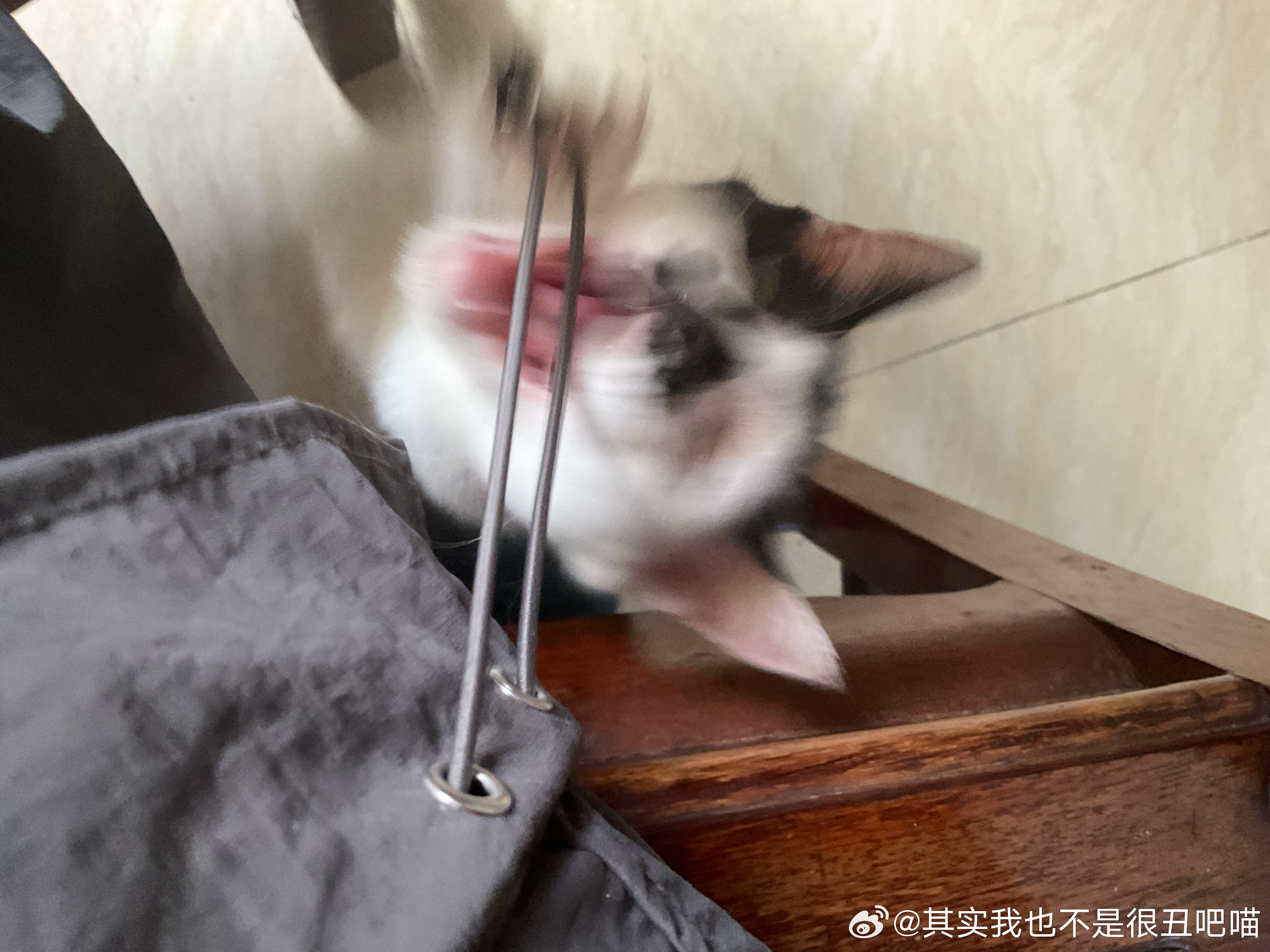 50391【丑猫】张力 