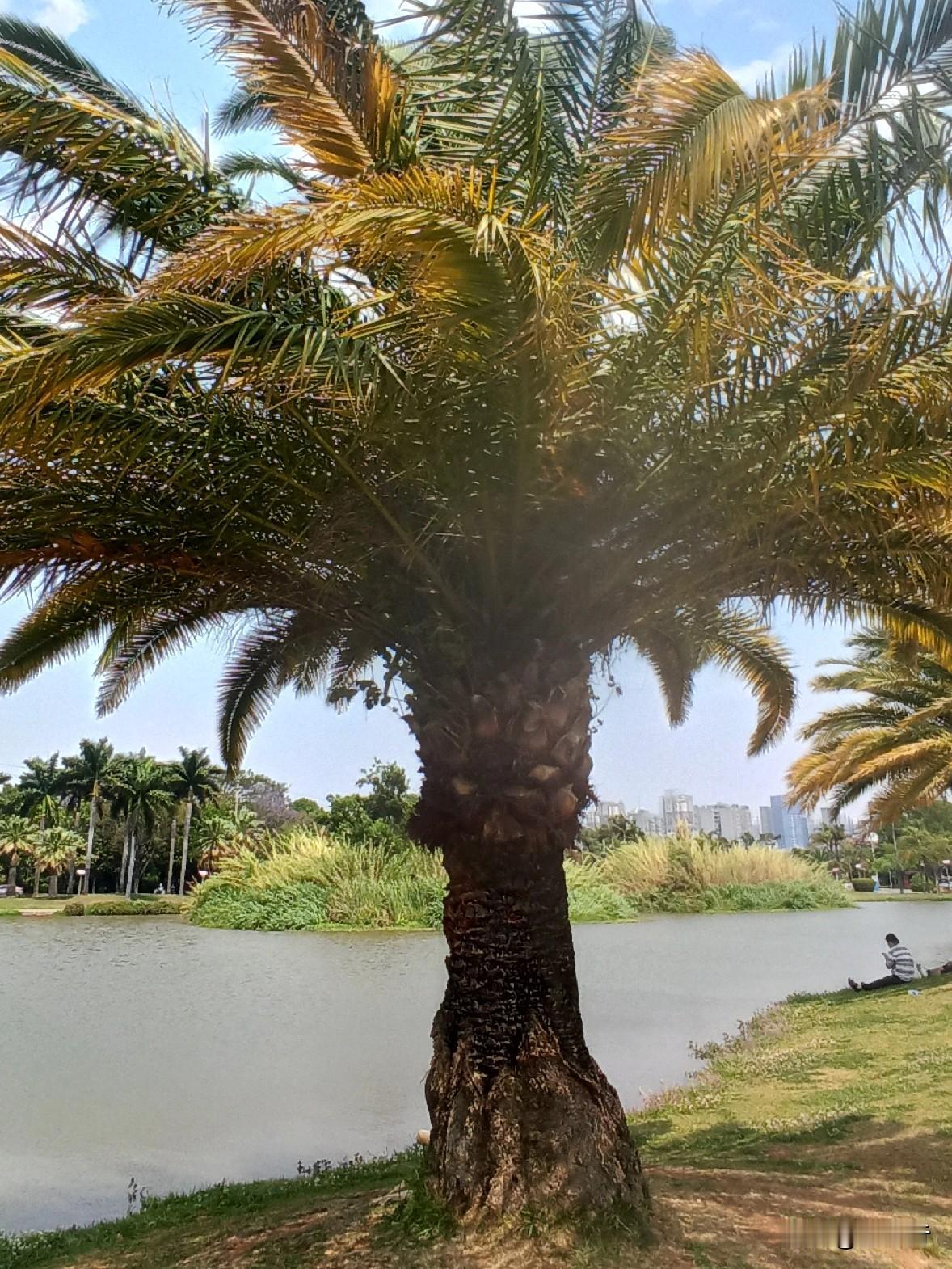 在云南才见识了什么是铁树，在北方铁树大多种在花盆里，根本感觉不到是棵树。在云南才