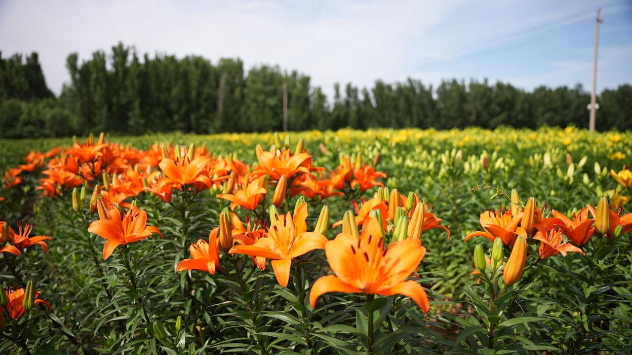当周末遇上百合花园，是一种什么样的体验?

听说，有一片美丽的百合花园，趁着周末