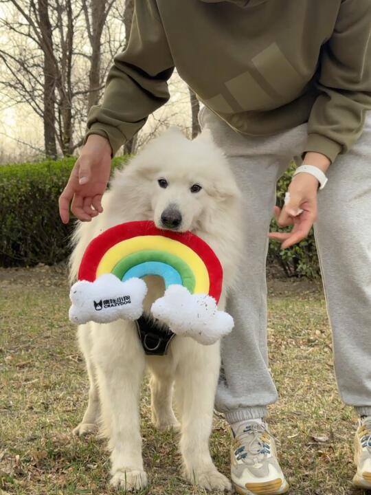 这个彩虹怎么这么吸引狗！！根本拉不住