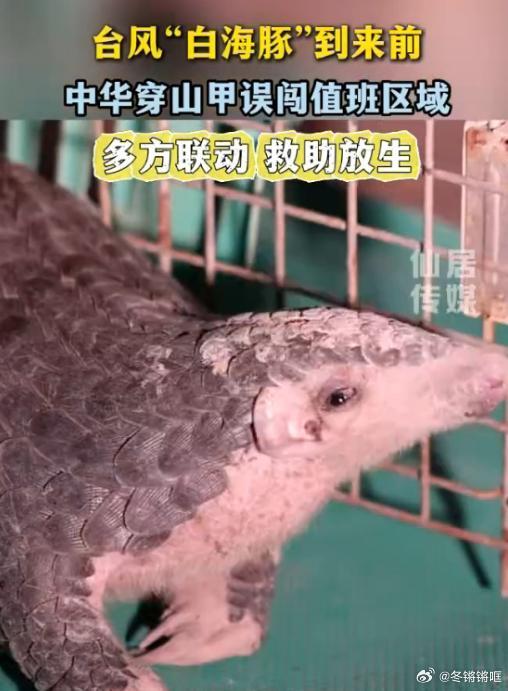 台州仙居中华穿山甲抗台日记浙江一地多方联动助国保中华穿山甲回家 台风 “白海豚”
