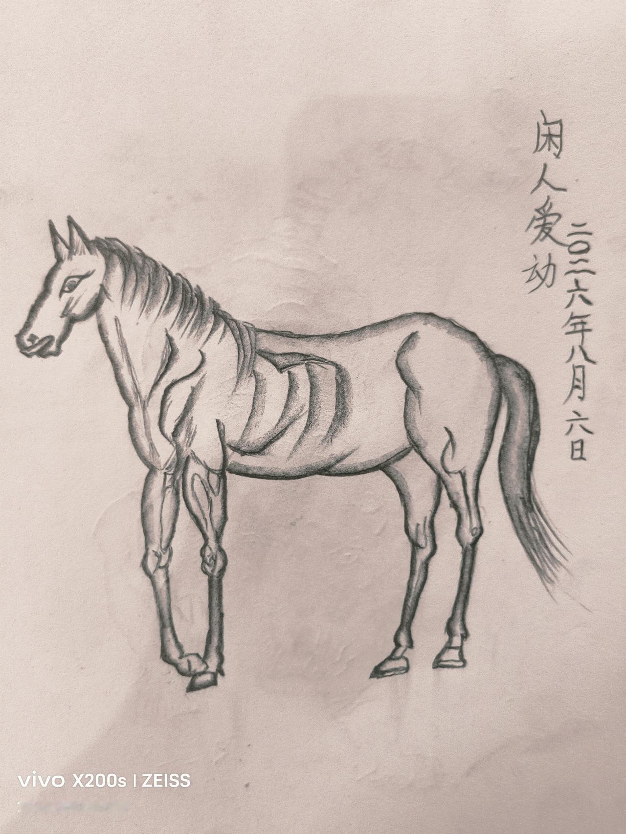夏日生活打卡季宅家避暑闲来无聊，用铅笔绘制了一幅温顺的大马。