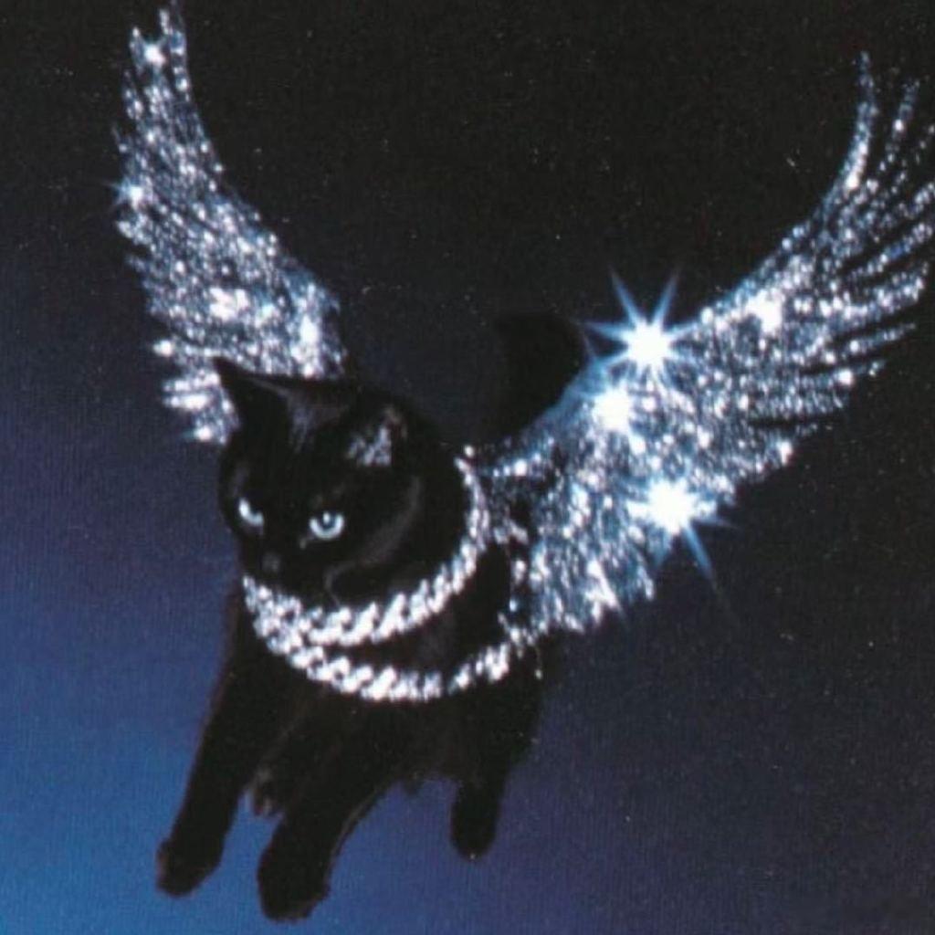 朱志鑫 黑猫天使 浪漫主义演唱会结束，朱志鑫换回原本的黑猫天使头像啦朱志鑫换回黑