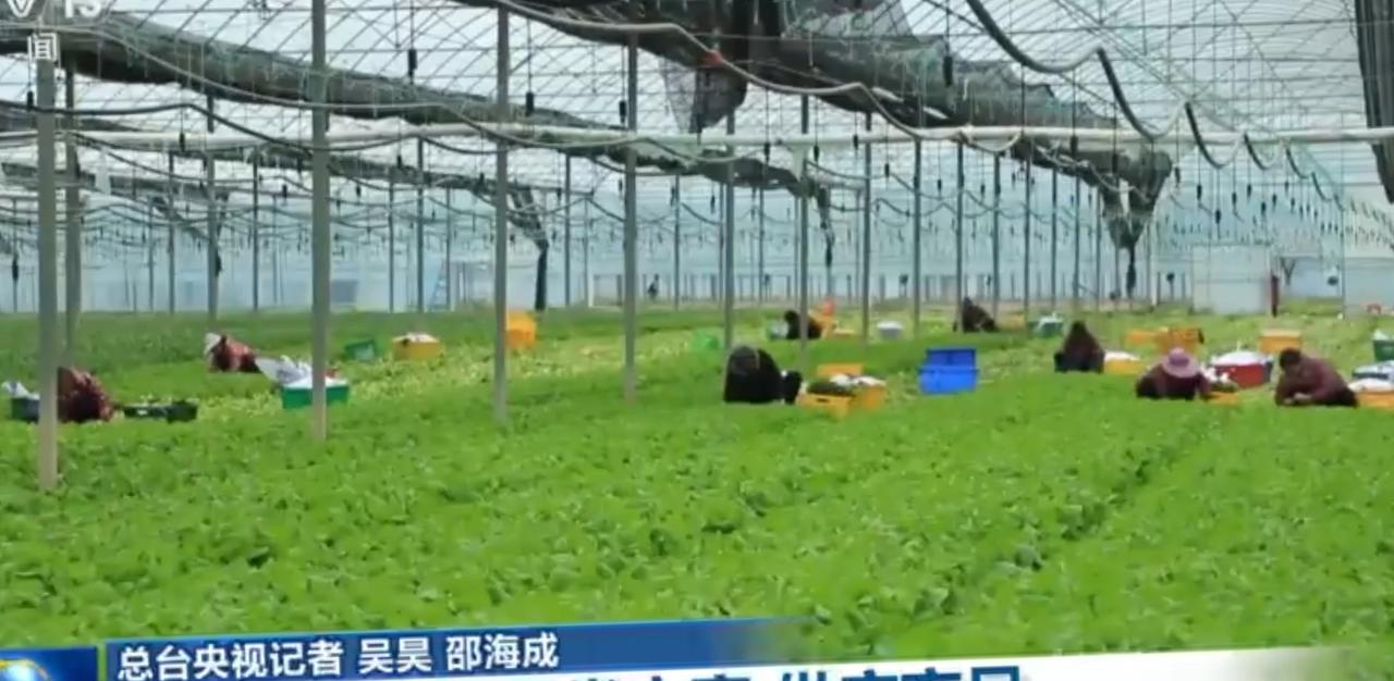 温室大棚里，农户们俯身忙碌采收新鲜蔬菜，翠绿的菜畦间满是丰收的气息。这些蔬菜被运