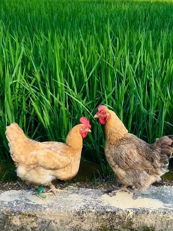 不扶稀烂的泥，不凋腐朽的木，不烫该死的猪，不欺弱小的人，因果轮回皆有定数，顺其自