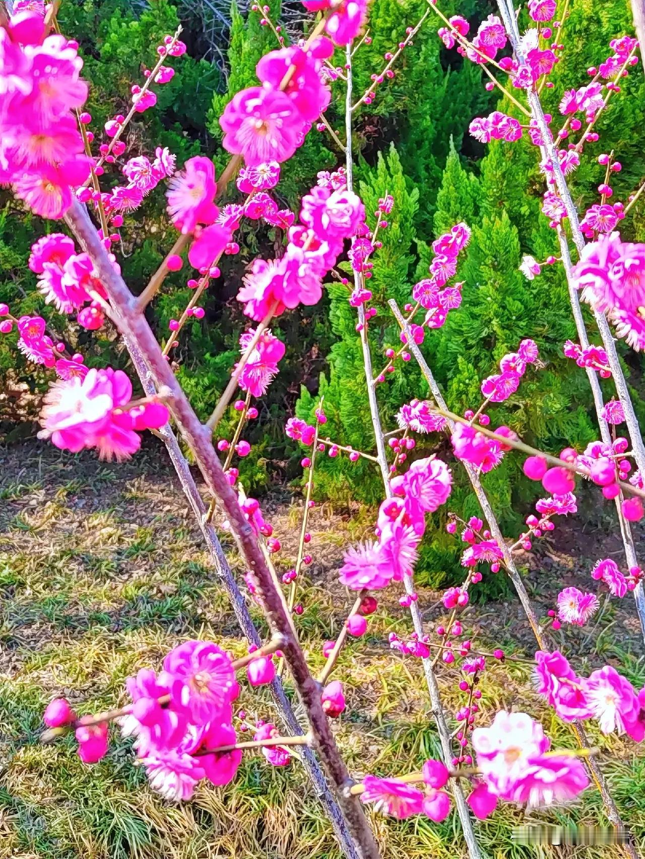 粉妆玉琢枝头舞，春色满园醉人眼。