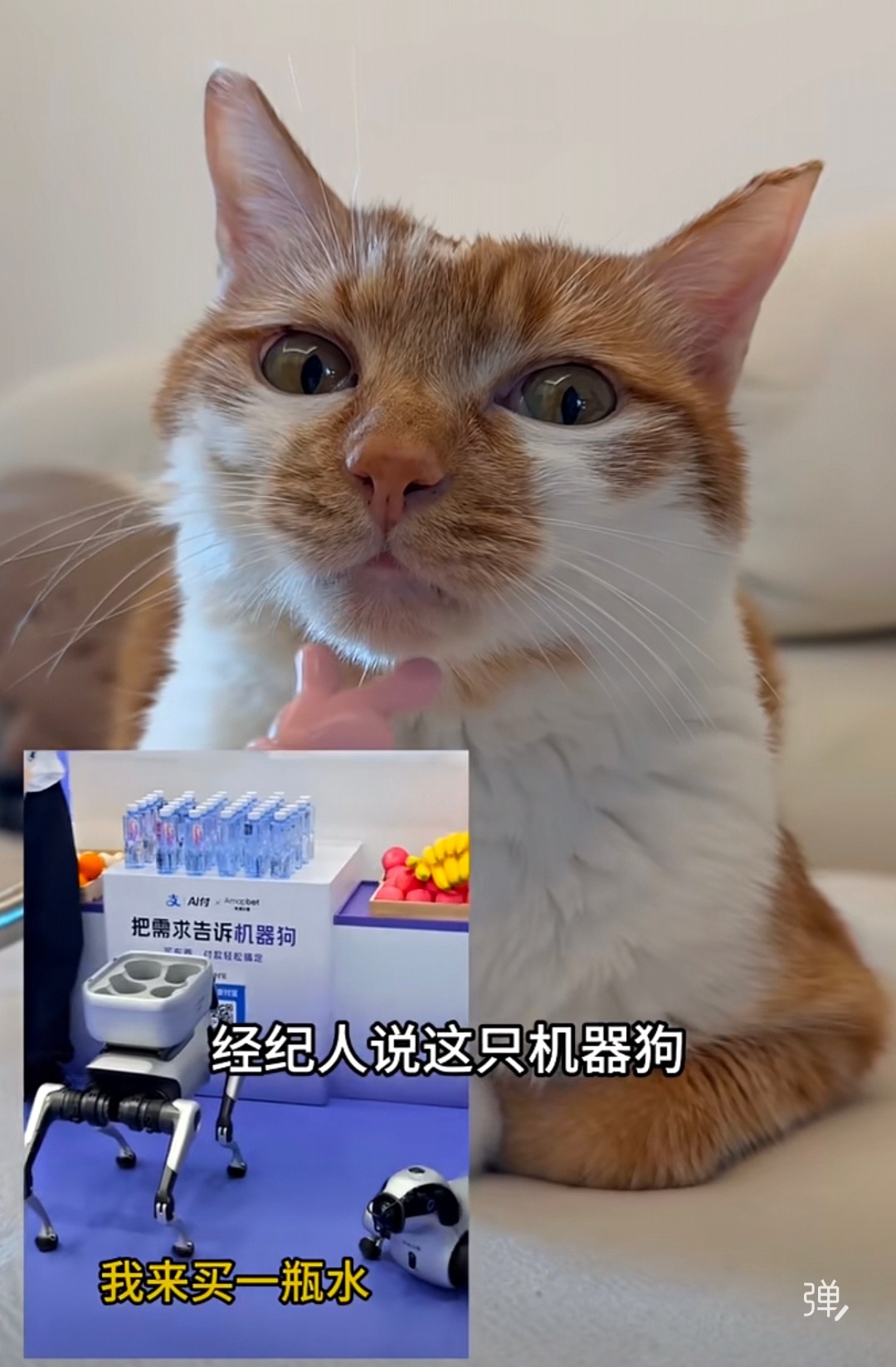 支付宝辟谣狗腿付笑不活了，网传“狗腿付”是乌龙，机器狗支付是AI具身智能，脑洞梗