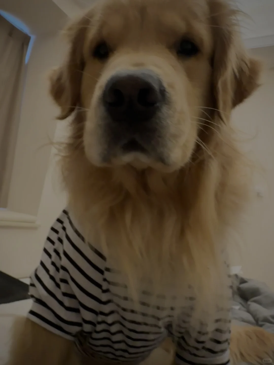 某女疑似变态狂，偷拍小狗不雅床照