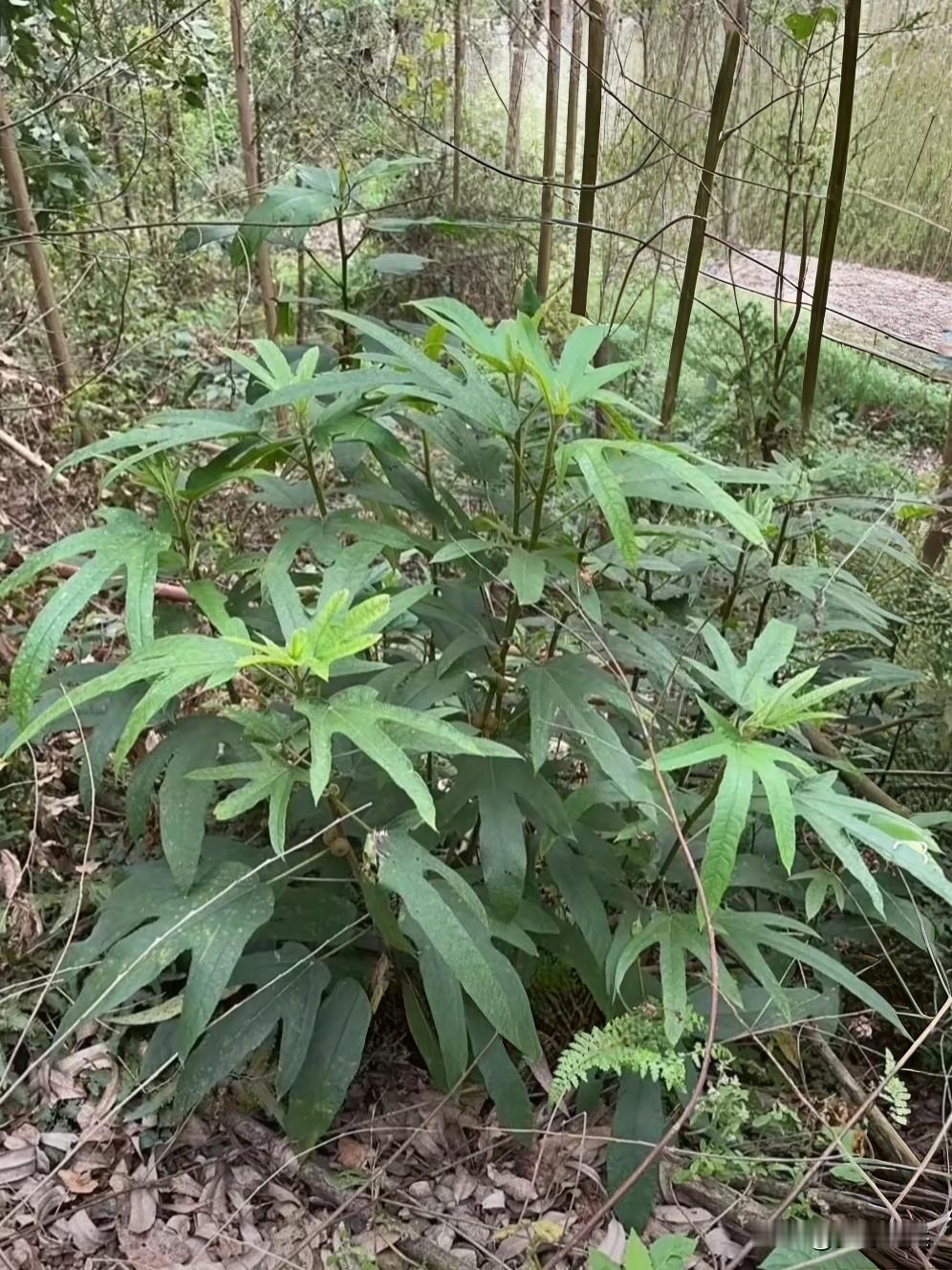 山上发现一棵五指毛桃，有钱都买无，采下来炖鸡炖鸭汤大补，传说比吃人参还要补，有人