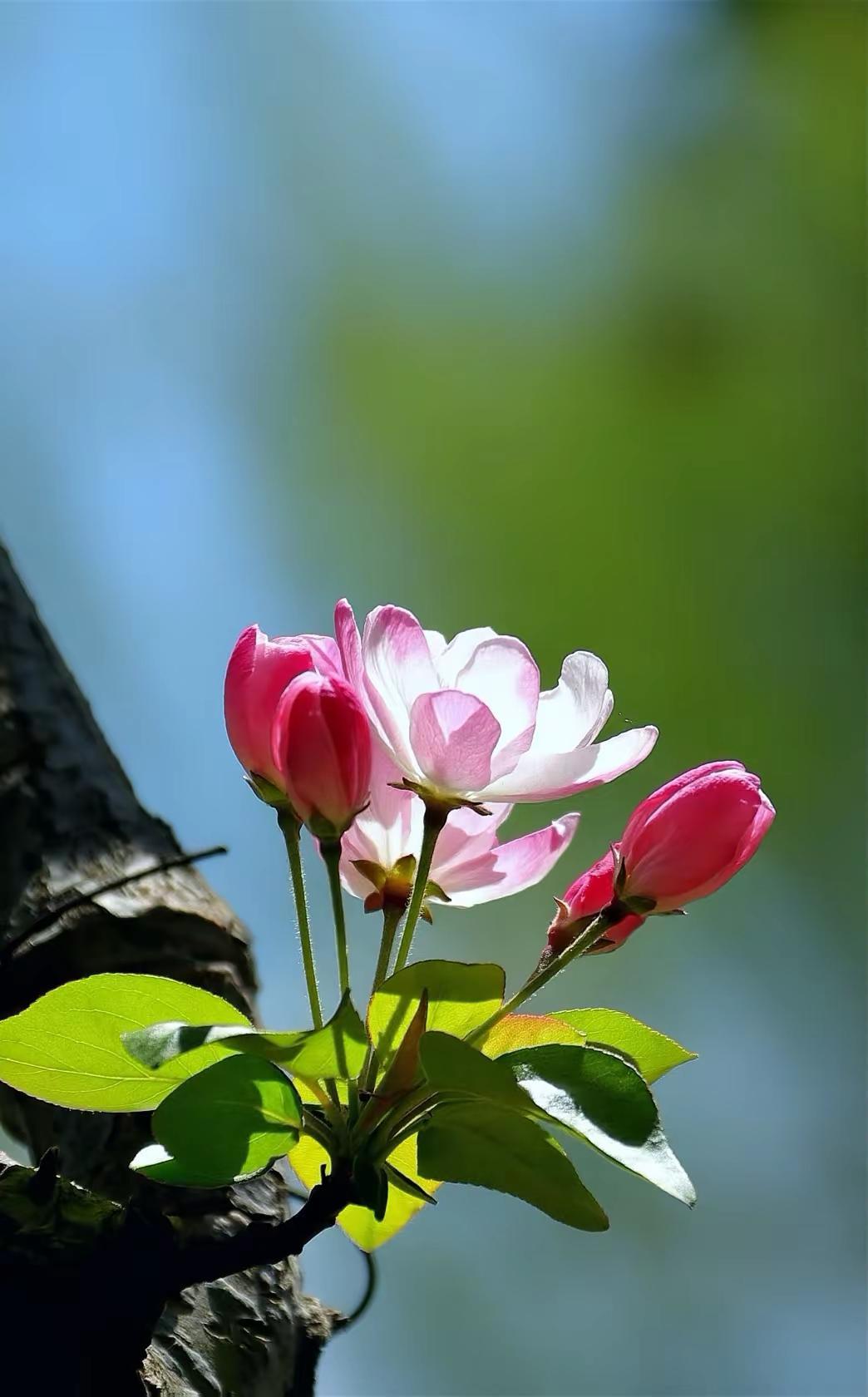 感受春风的惬意。原创花草摄影 拍花治愈系 花卉摄影原创分享 花之诗意