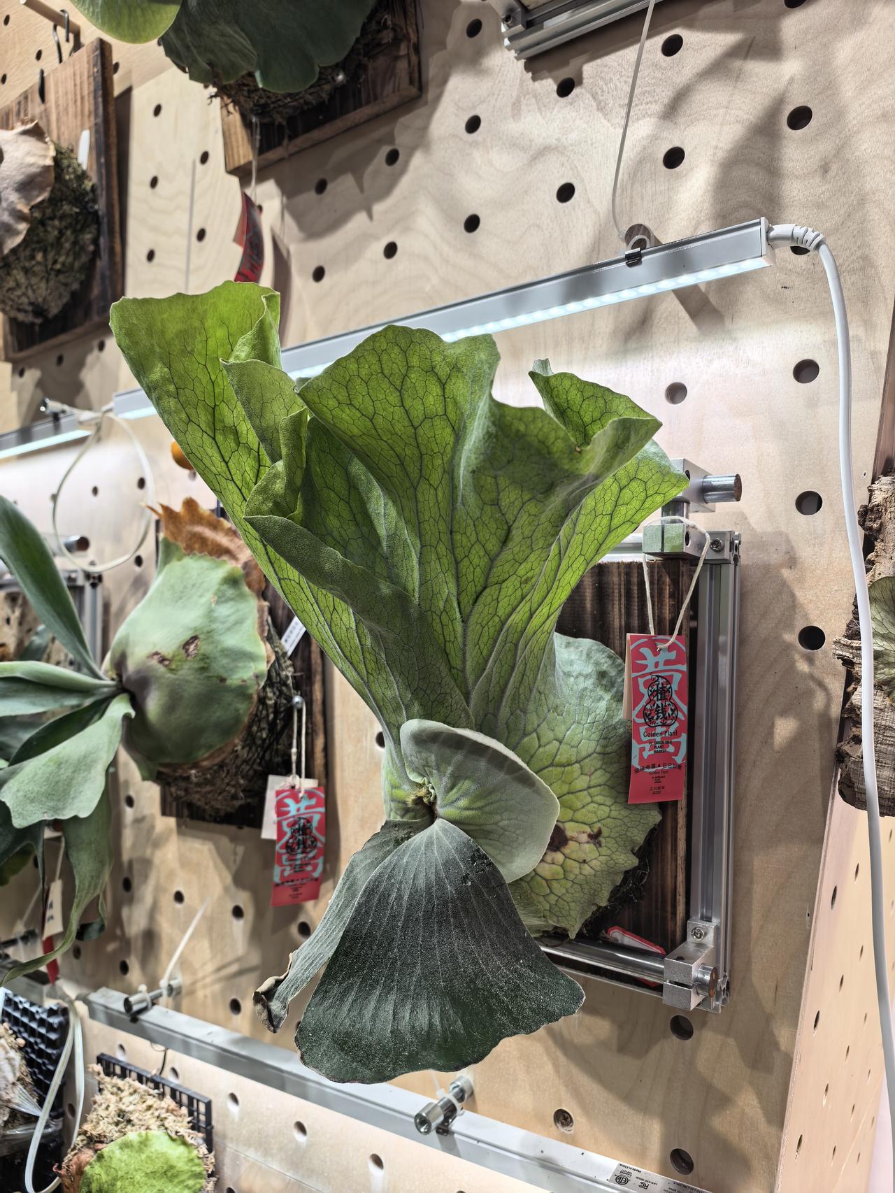 伊朗人，要千万小心以色列和美国佬在后面打你一个措手不及哦！
特别是以色列，他正在