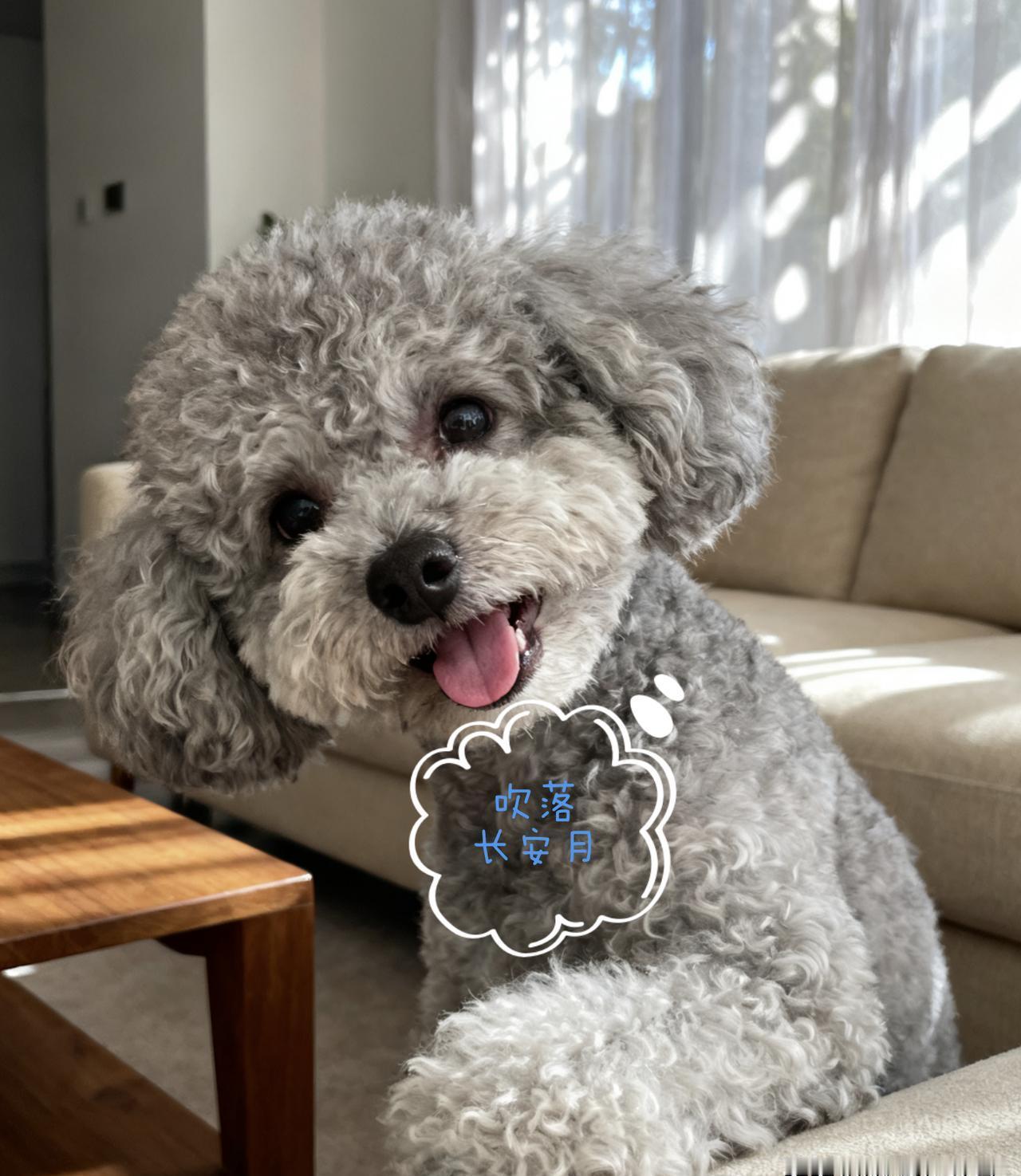 “狗只是宠物”这句话，在泰迪面前直接破功。
剑桥去年给它盖戳：狗界智商第二，但