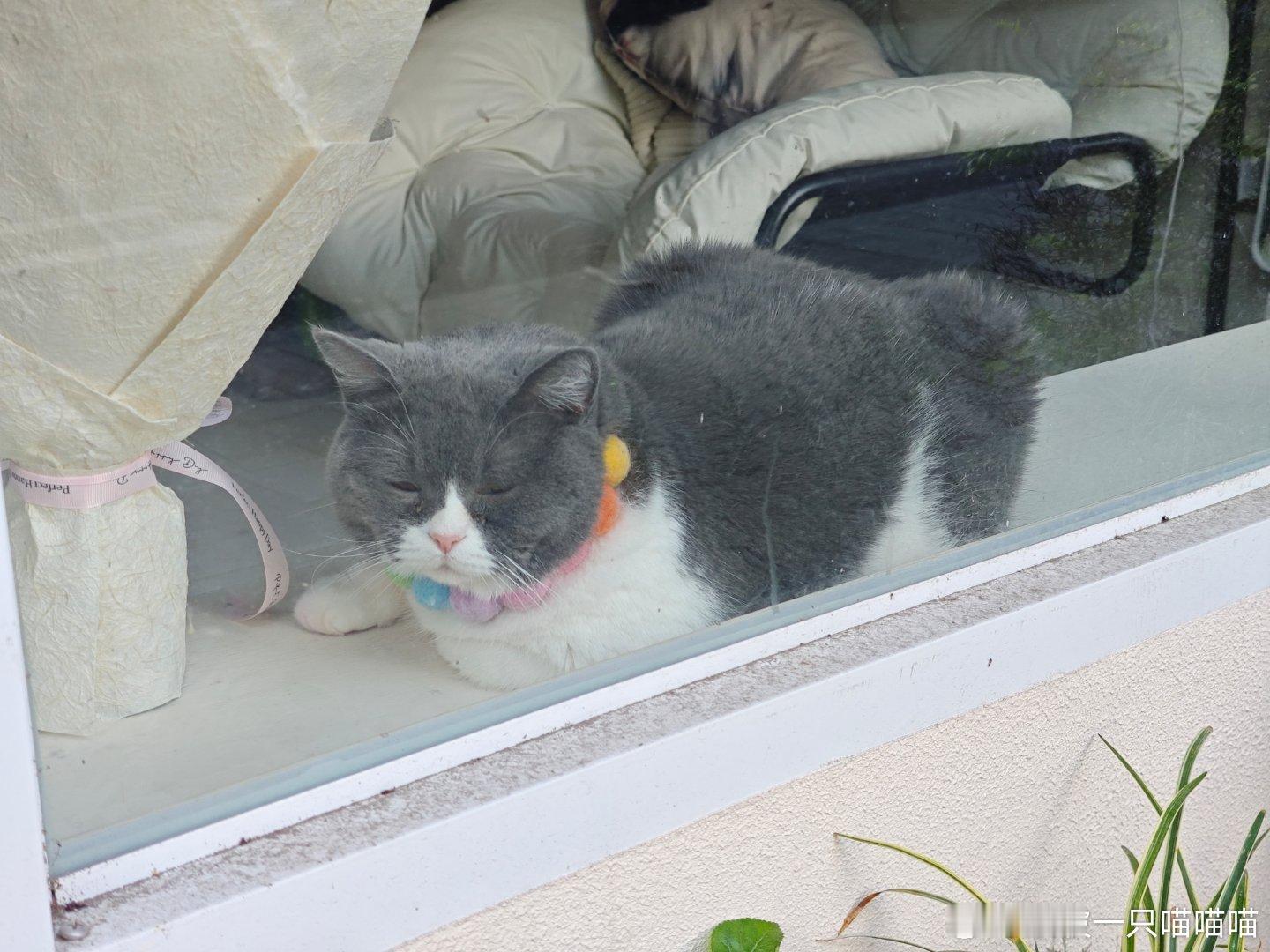 远看肥猫大，近看大肥猫喵喵的故事练习喵喵故事会