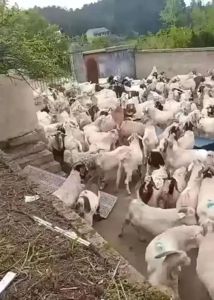 12月7日，贵州铜仁，男子在熟人建议下，贷款买了543只羊，从河南运到贵州玉屏开