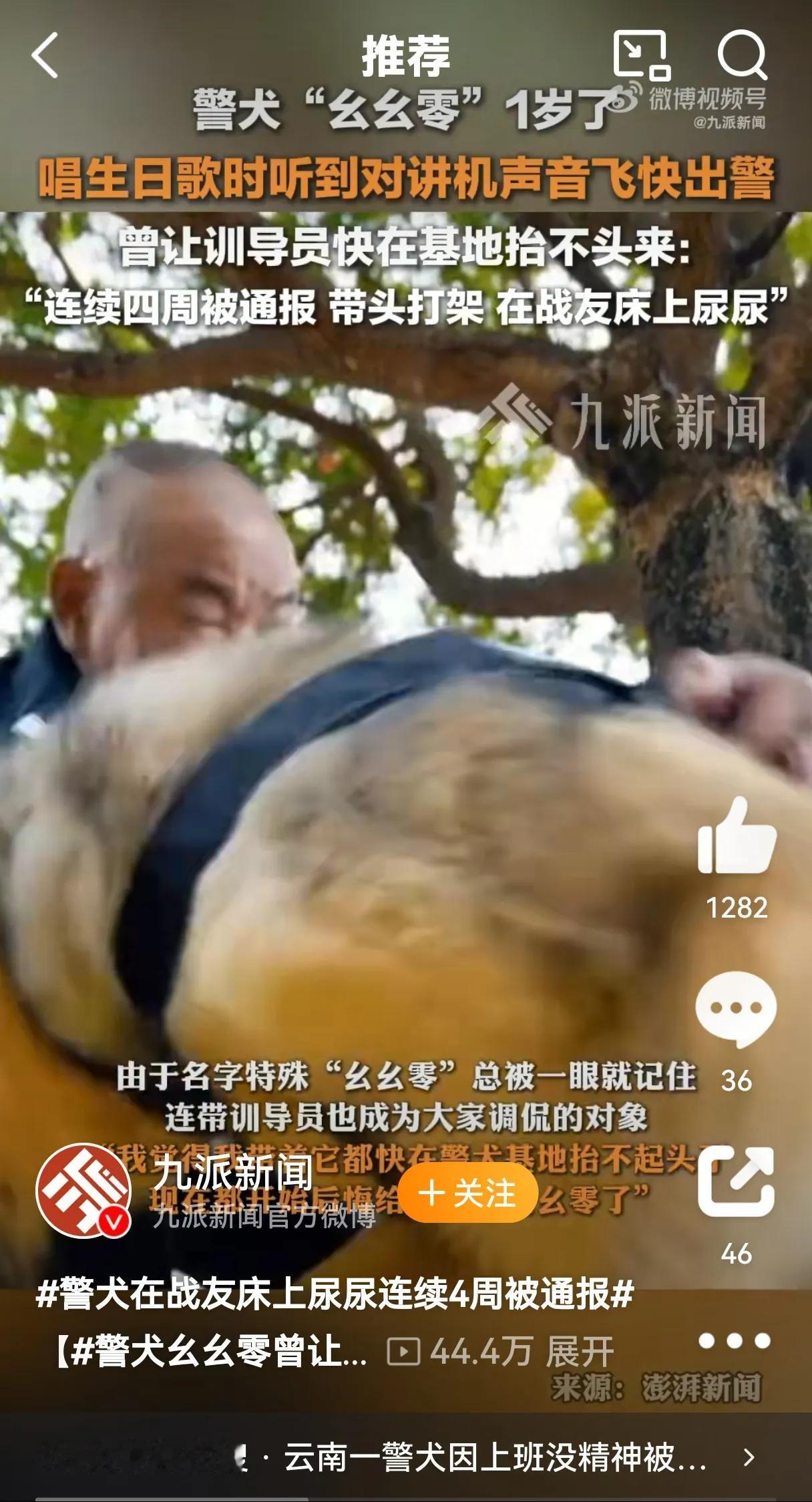 警犬实际上和战士一样，虽然有各种各样的性格特点，但战场上都非常勇猛。基地看起来通