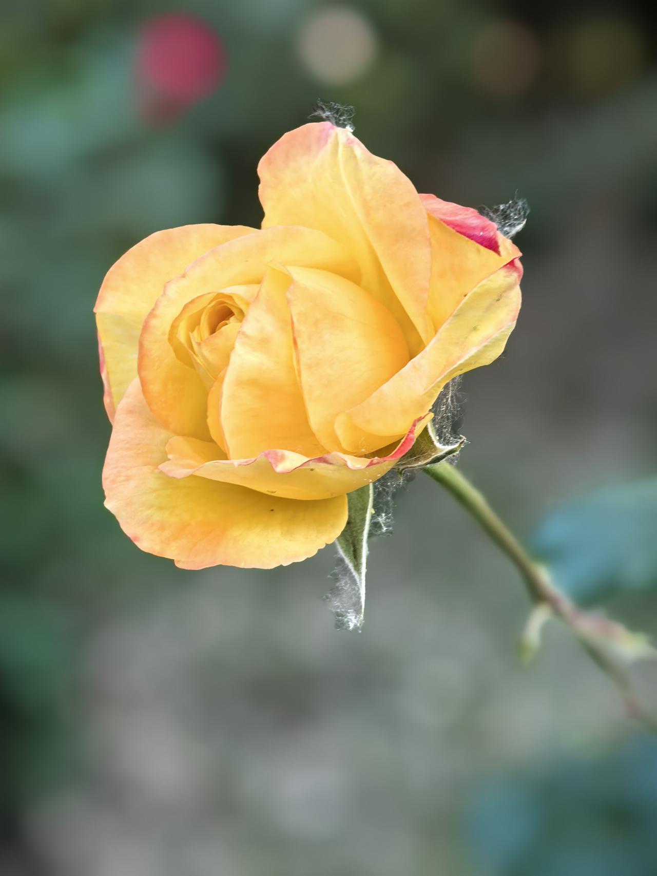 Pour your time and passion into nourishi