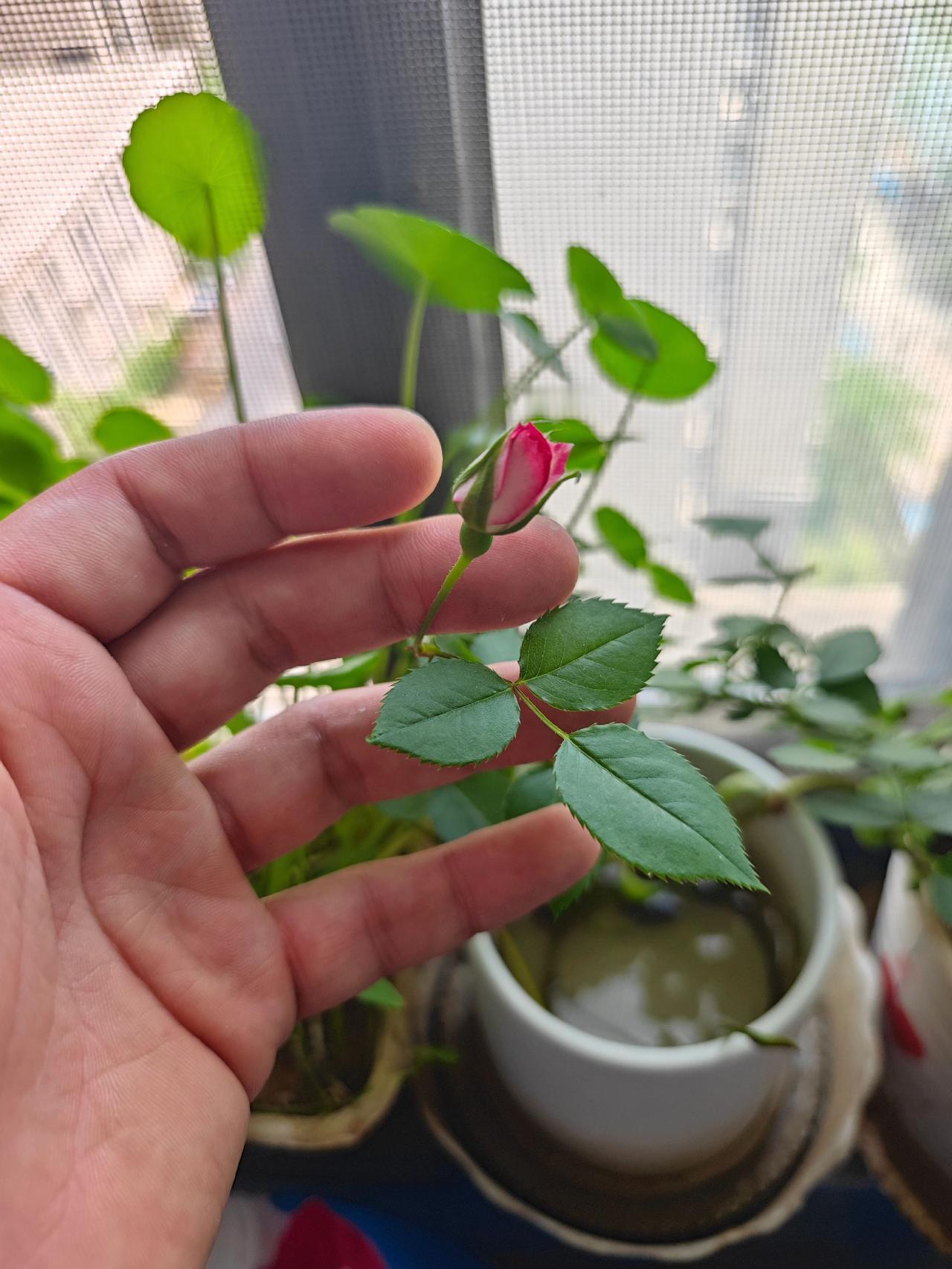 我养的花儿开了，养了一个秋天到冬天，从熟悉到相知，一起熬过了严寒，经历了风霜雨雪