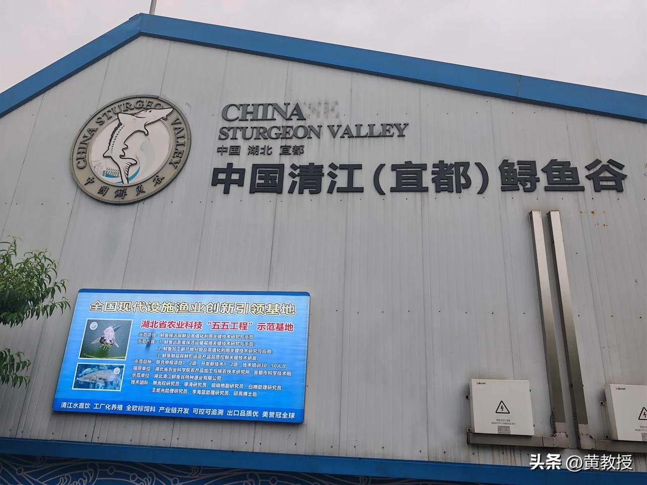 一条鱼🐠🐟价值300万人民币
相当于一辆劳斯莱斯
你见过吗？
这你受得了吗？