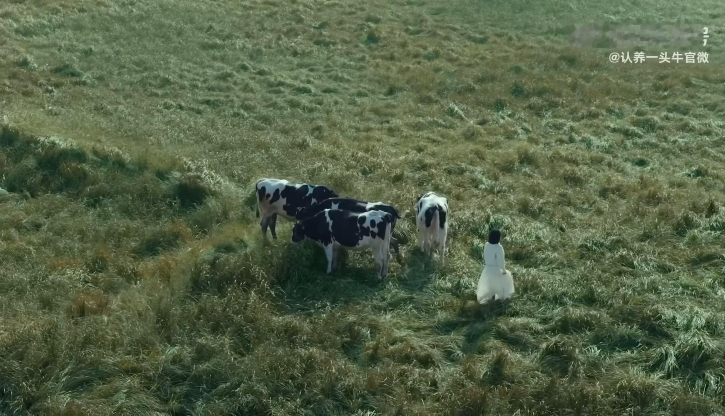 赵丽颖认养一头牛品牌代言人明天见