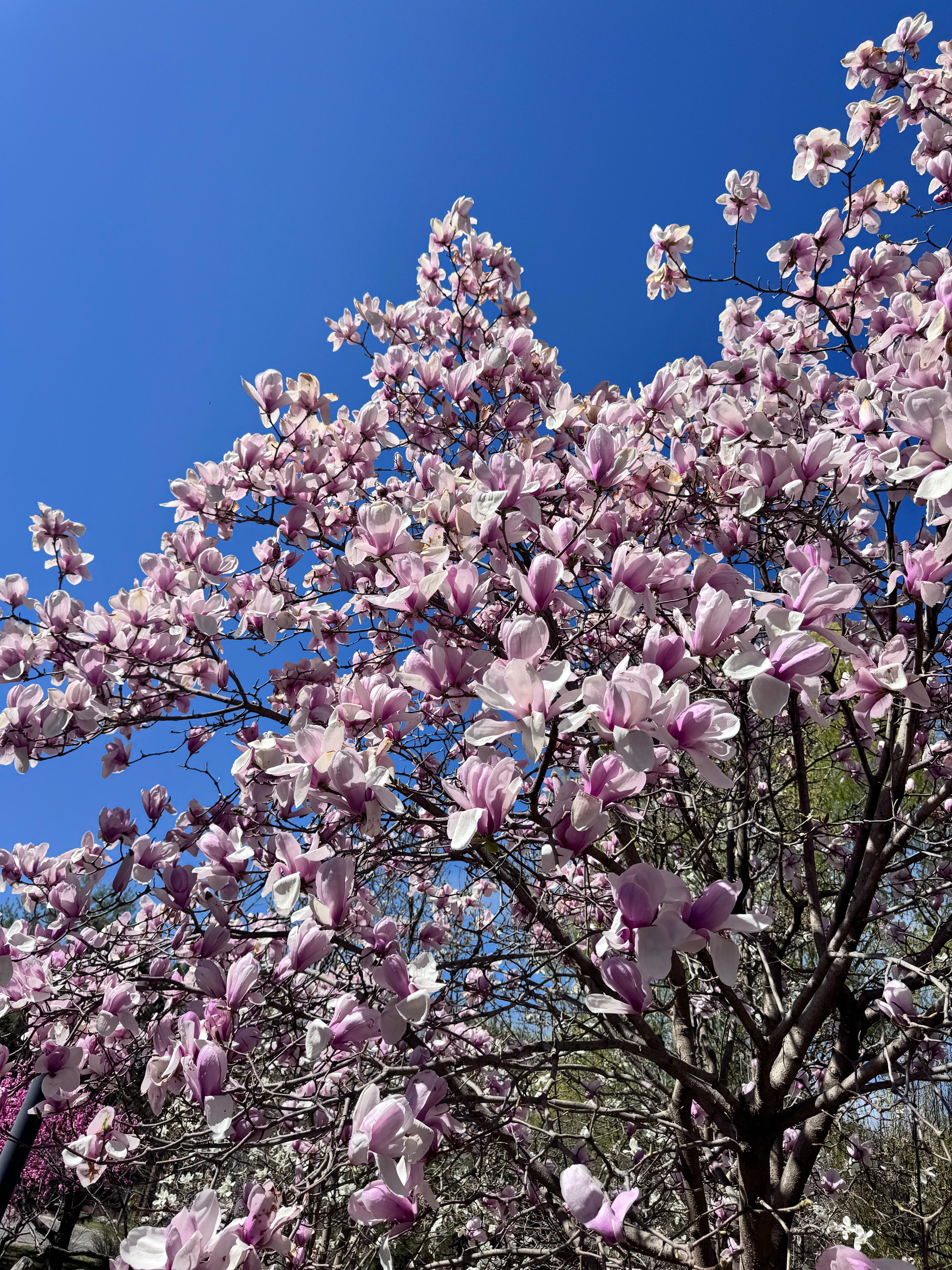 “春天是没有国籍的 白云是世界的公民”春天 北京·团结湖