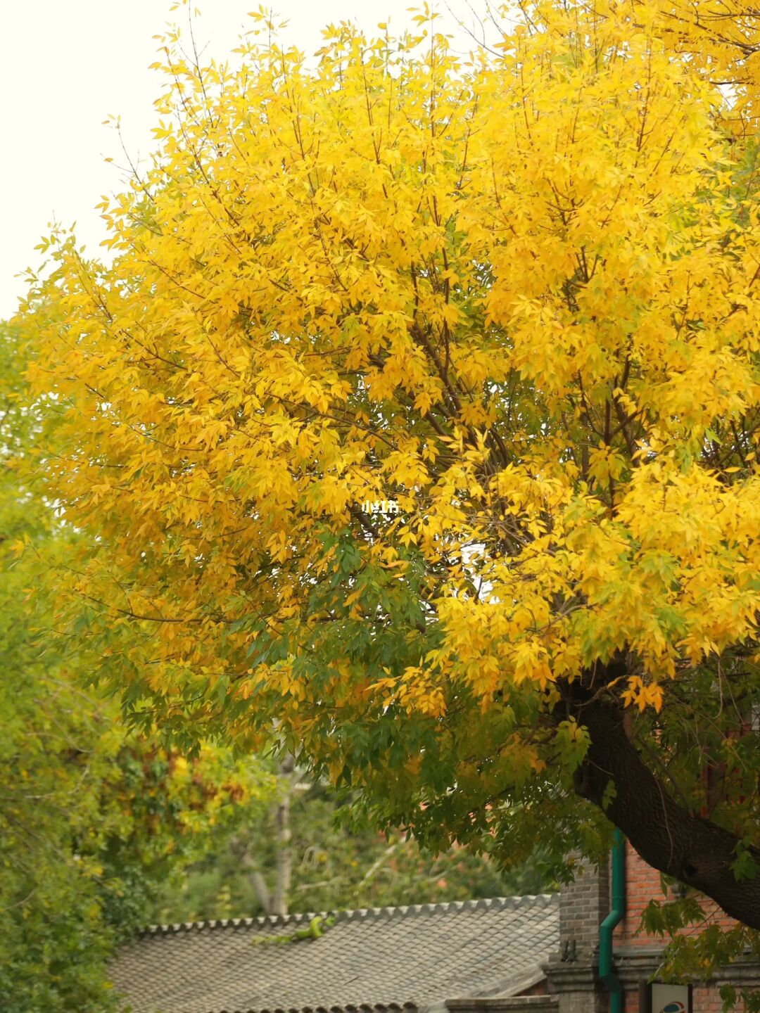 北京市内的秋天🍂五四大街进入美丽的秋天