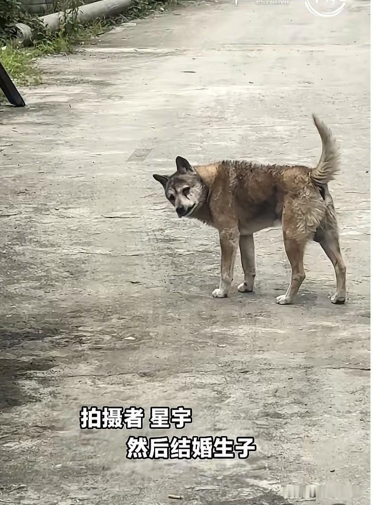 江西修水，一只22岁的老狗，冥冥之中感知到自己大限将至。它拼着最后一点力气，悄悄