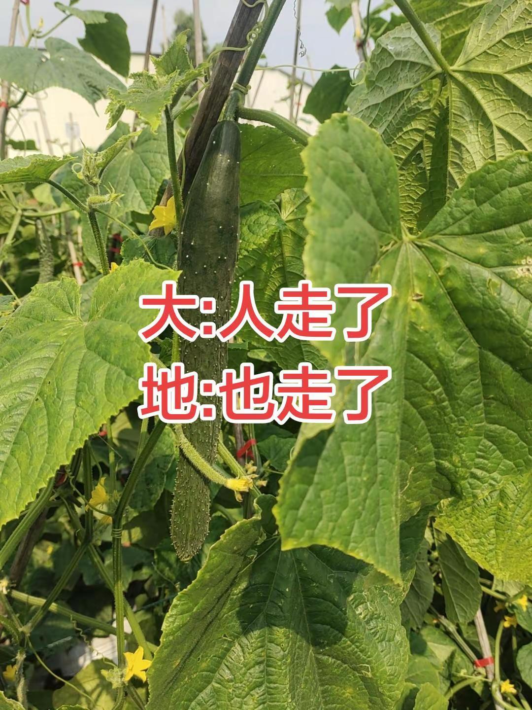 涨知识猜字自己种的黄瓜