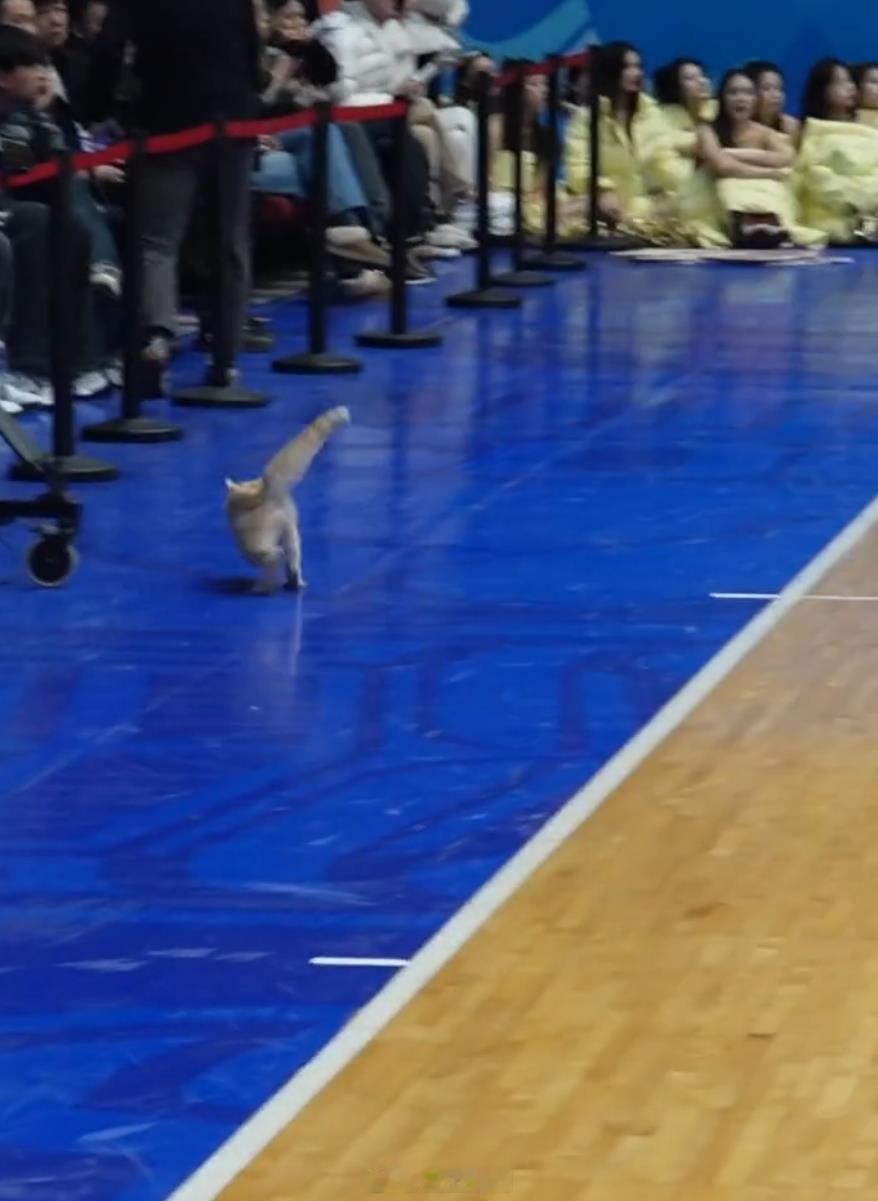 四川男篮vs广东男篮cba 完了，现在刷CBA全是猫原来，还是双外援，都叫Tom