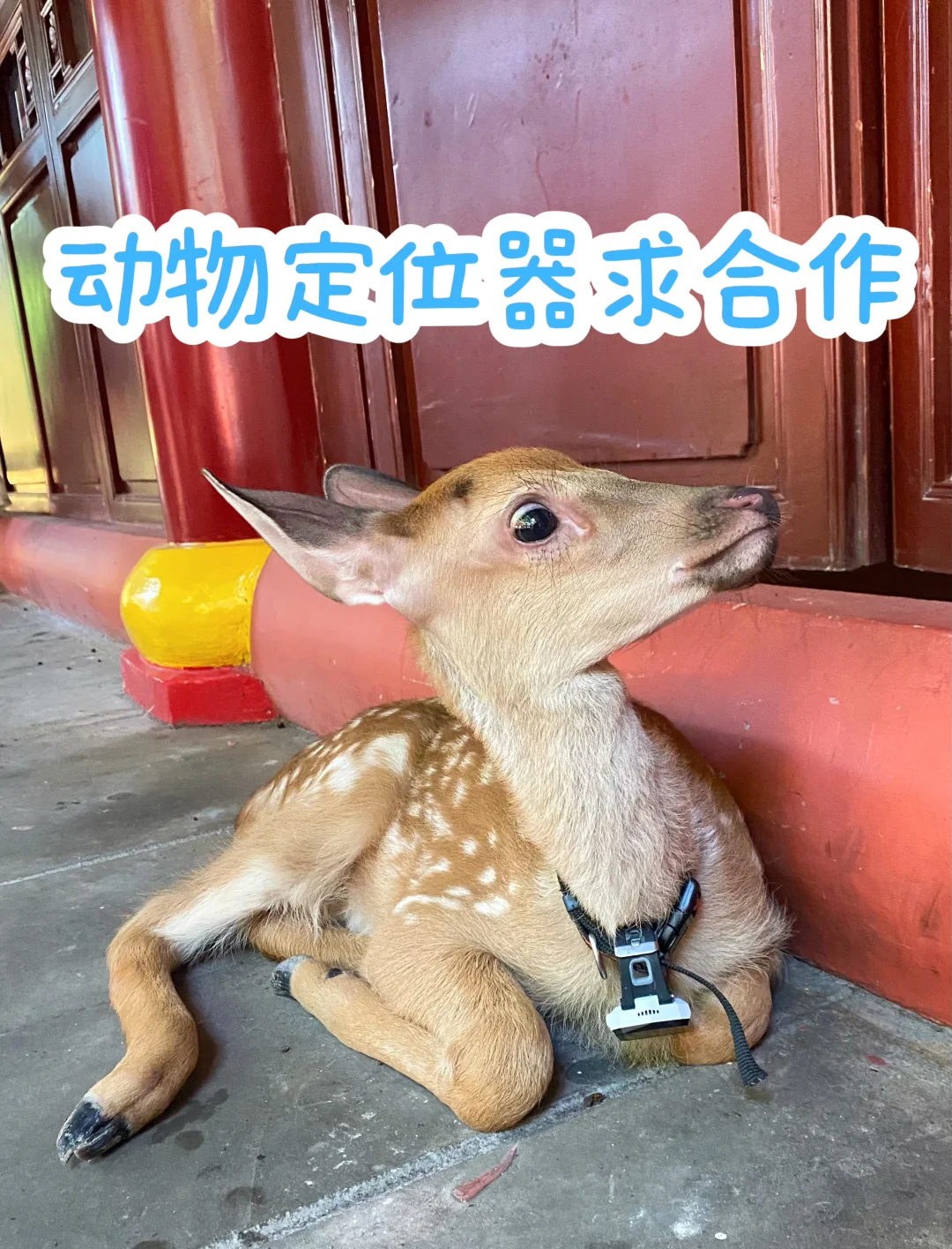 寻求动物定位器合作